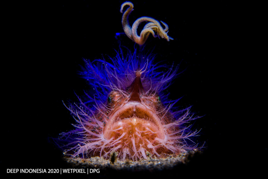 Animal Portrait category honorable mention: **Marco Steiner** | *The Angler*