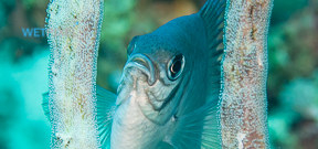 Bird’s Head Seascape posts Natural History Notes Photo