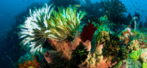 President Obama announces Pacific marine sanctuary Photo