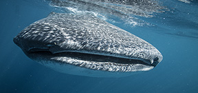 Last space on Wetpixel Whale Sharks 2015 available Photo