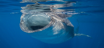 Paper describes new technique for assessing whale shark age Photo