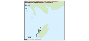 Tracking basking sharks off the Isle of Man Photo