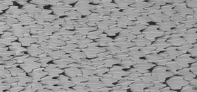 In a recent paper scientists show the applications for dermal denticles Photo