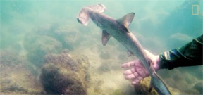 Scientists discover scalloped hammerhead nursery in Galapagos Photo