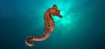 The Hippocampus Brief by Nicholas Samaras Photo