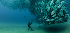 Reminder: Our World Underwater competition 2014 Photo