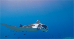 Raja Ampat: Misool manta show video Photo