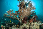 NOAA to list 66 coral species as endangered Photo