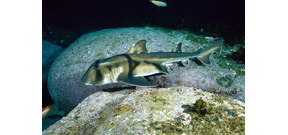 Sharks prefer jazz music Photo