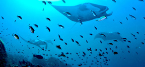 Indonesia creates new manta ray sanctuary Photo