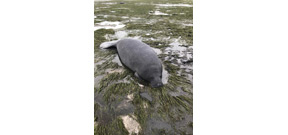 Rescuers save two manatees stranded during Hurricane Irma Photo