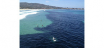 Anchovy school near Scripps pier in San Diego Photo