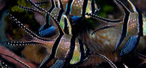 Image: Banggai Cardinalfish by Billy Watson Photo