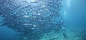 Video: Borneo from Below on Sipadan Photo