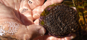 Scientists discover method to grow corals up to 50 times faster than in the wild Photo