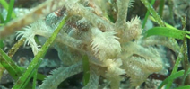 Earthtouch video: Creepy critters of the tidal lagoon Photo