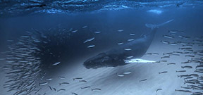 Image: Humpback with herring by Fabrice Guerin Photo