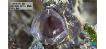 Borneo from Below: Frogfish Photo