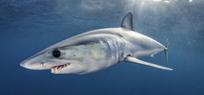 Government Support for shark protection at CITES 2019 Photo