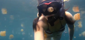 Video: Lost in Jellyfish Lake Photo