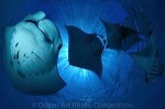 Winners of Ocean Art 2011 announced Photo