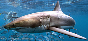 Image: Great White Shark by Andy Thirlwell. Photo