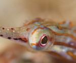 Lembeh underwater shootout Photo