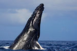 Tony Wu blogs from Tonga: Week Four with Humpbacks Photo