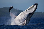 Tony Wu blogs from Tonga: Week Six with Humpbacks Photo