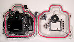 Olympus E-410 dSLR and PT-E03 underwater housing Photo