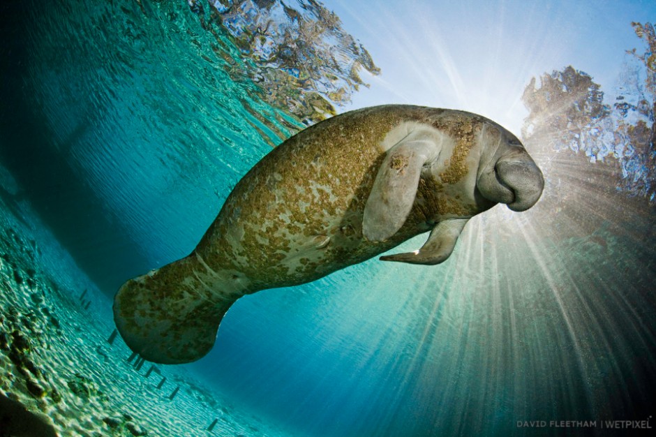 Endangered Florida Manatee, Trichechus manatus latirostris, at Three Sisters Spring in Crystal River, Florida, USA. The Florida Manatee is a subspecies of the West Indian Manatee.