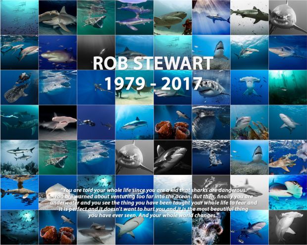 Shark wall rob stewart text