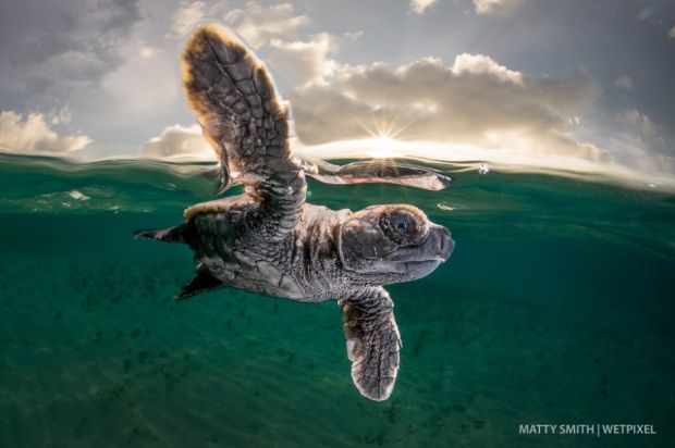 Hawksbill turtle hatchling 0055  large