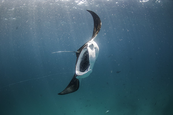 Manta ray tourism on Wetpixel