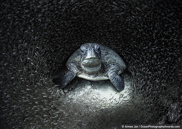 Ocean photographer on Wetpixel