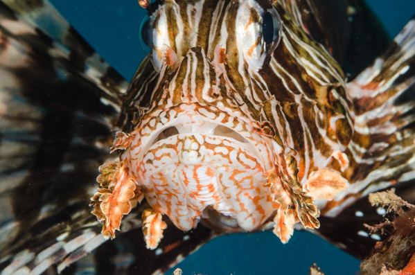 Lionfish ©Adam Hanlon