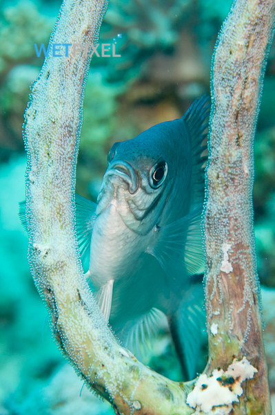 Damselfish on Wetpixel