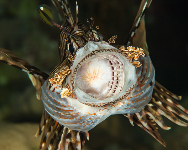 Lionfish on Wetpixel