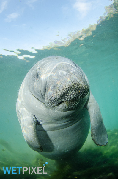 Manatees on Wetpixel