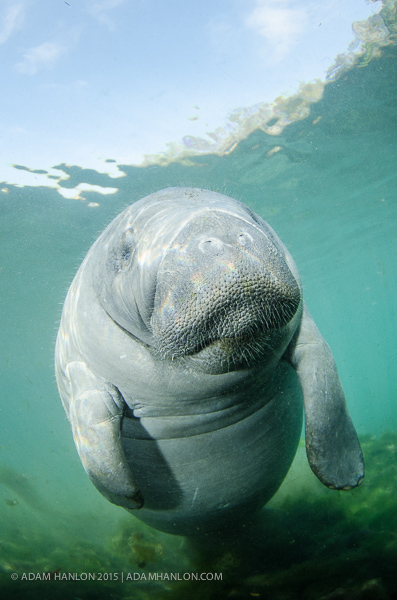 Manatees on Wetpixel