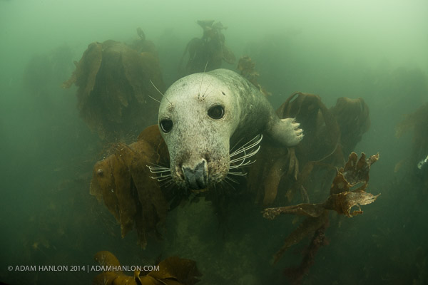 Grey seal on Wetpixel