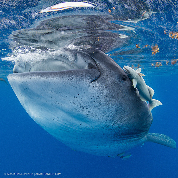 Wetpixel Whale Sharks 2015