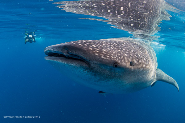 Wetpixel whale sharks 2015