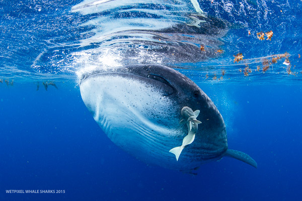 Wetpixel whale sharks 2015