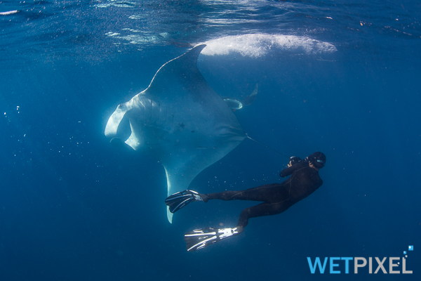 Mantas on Wetpixel