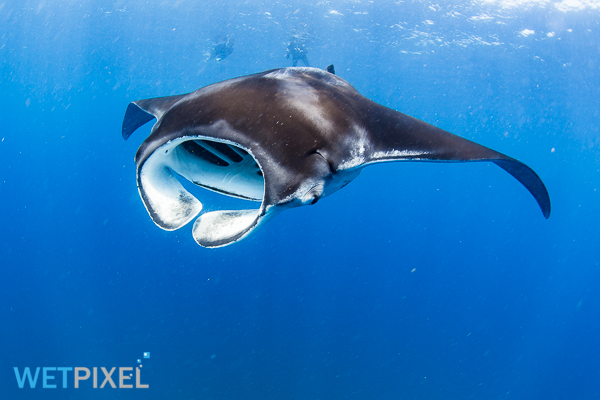 Manta rays on Wetpixel