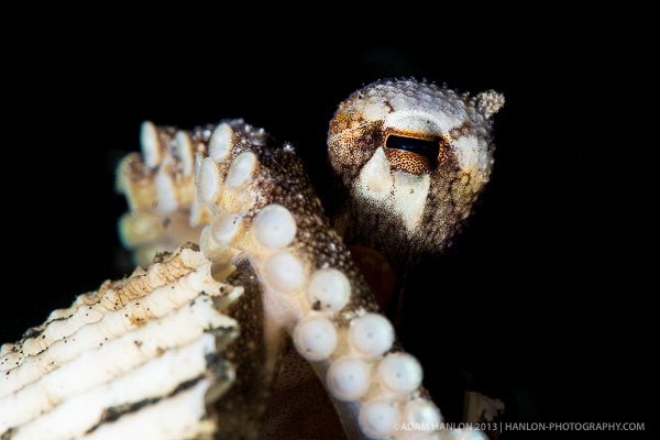 Lembeh on Wetpixel