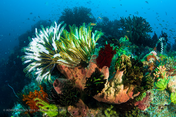 Pacific Marine Sanctuary announced on Wetpixel