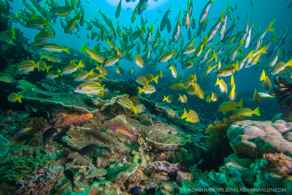 Free diving in Raja Ampat on Wetpixel