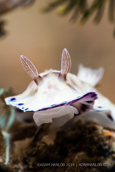 2014 Nudibranch contest on Wetpixel